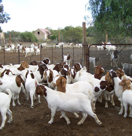 Discount Prices Full Blood Live Boer Goats / 100% Pureblood Mature Boar Goat