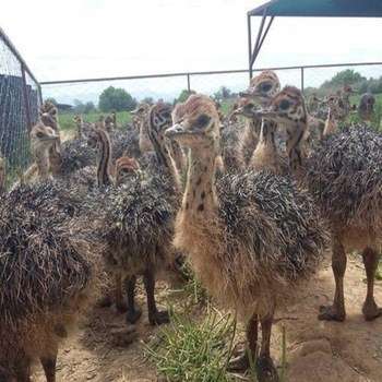 Healthy Ostrich Chicks South African Farmers