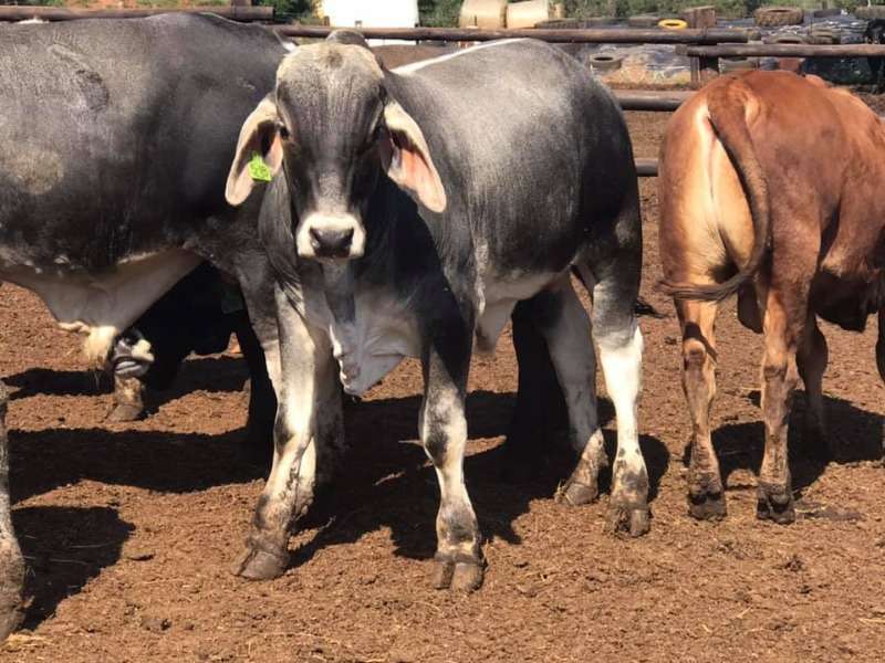 Cheap Price Brahman Bulls And Heifers