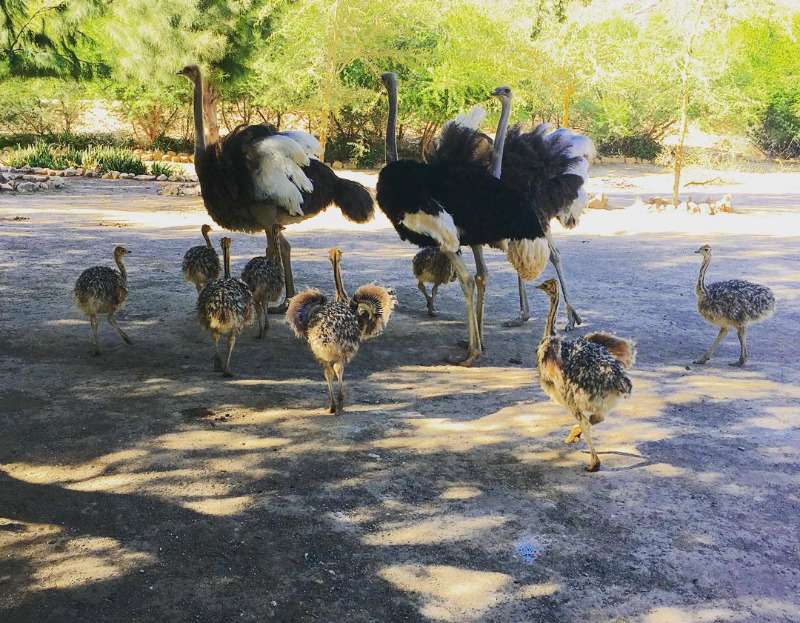 Ostrich Chicks & Fertile Eggs For Sale Whatsapp +27734531381