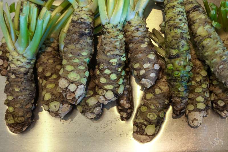 Wasabi Roots For Sale