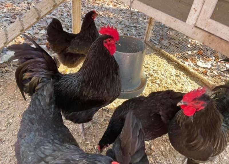 Jersey Giant Chickens For Sale Zimexapp Marketplace