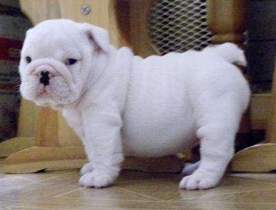 Cute English Bulldog Puppies For Sale