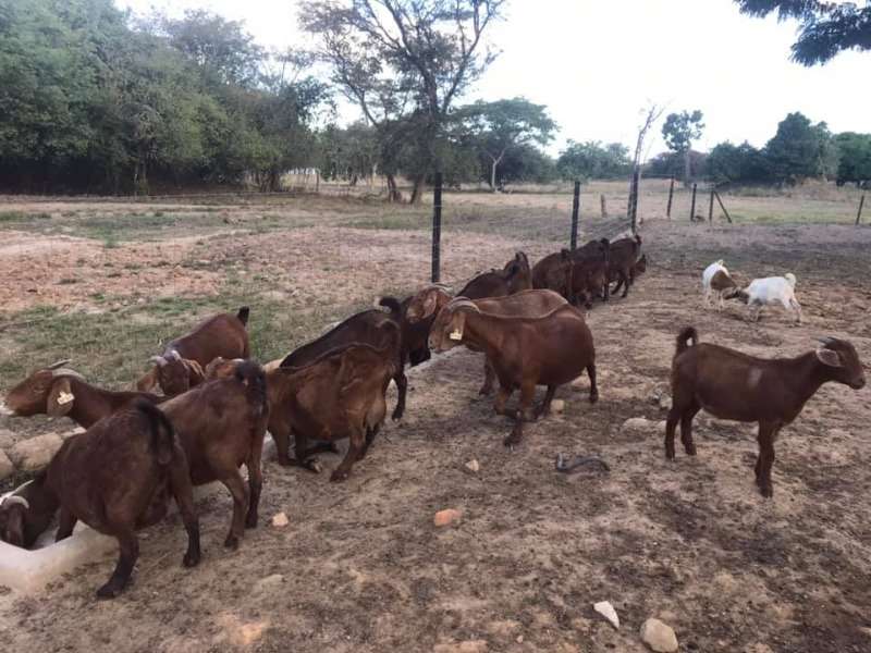 Buy Healthy Kalahari Goats Online