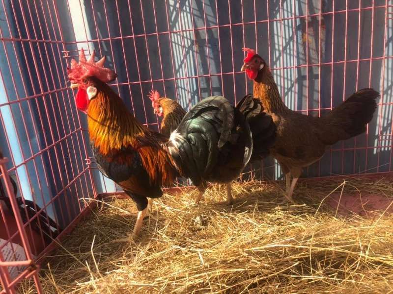 Brown Leghorn Chickens For Sale