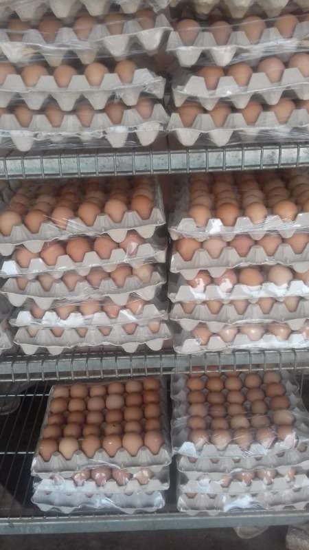 proe's live chickens for sale