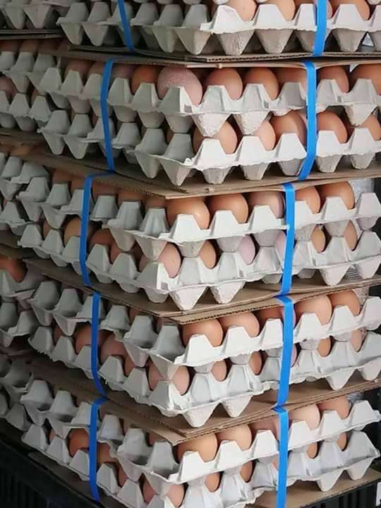Hybrid Layer Chickens And Fresh Farm Eggs For Sale