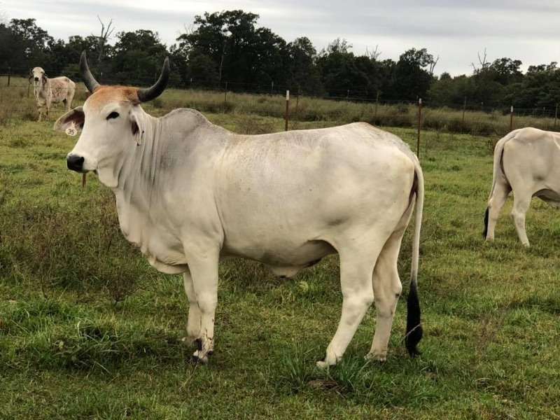 Brahman Bulls And Heifers Online
