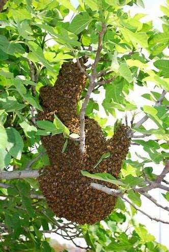 bee removal services  | pest control company