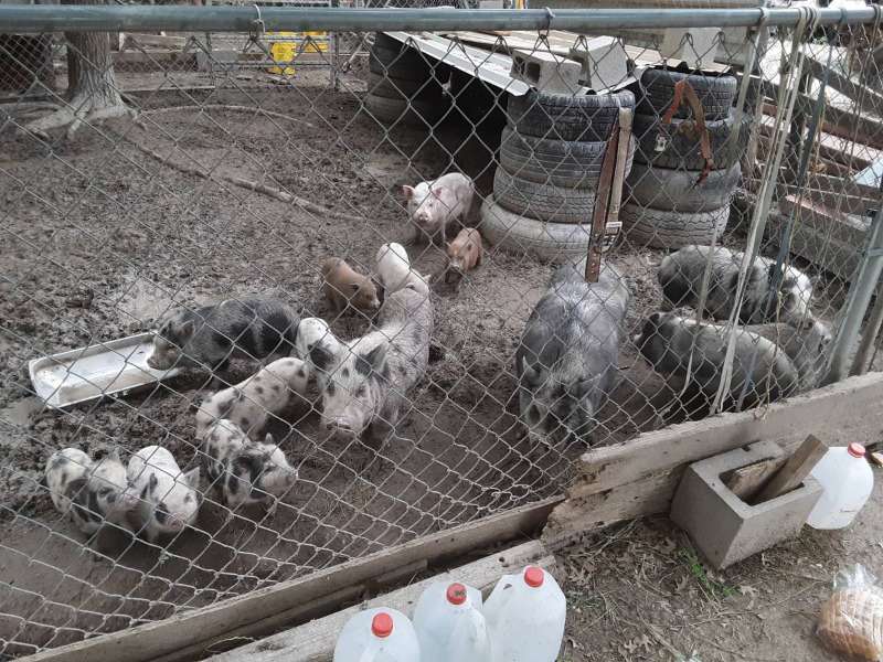 Pigs And Piglets For Sale Whatsapp +27734531381