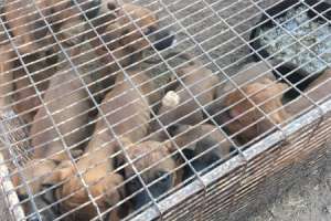 Puppies For Sale