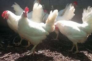 White Leghorn Chickens For Sale