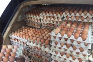 Eggs For Food For Sale