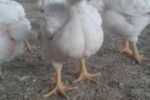 Ross Broiler Chickens For Sale