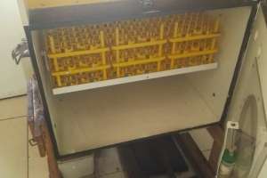 Surehatch Egg Incubator