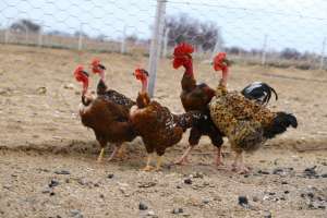 Turken Naked Neck Chickens For Sale
