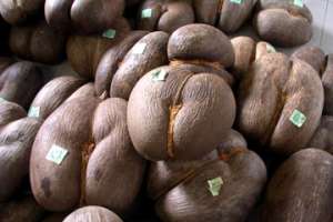 Coco De Mer Seeds For Sale