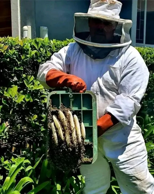 View 4 of bee removal services